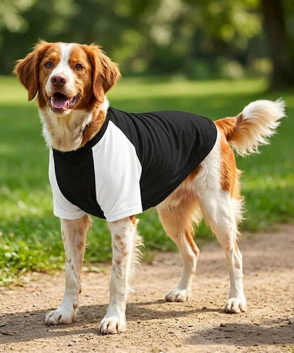 A brown and white dog stands on a dirt path in a park, wearing the Portman & Pooch Dogs Raglan T-shirt. Grassy trees fill the background as the dog looks forward with its mouth slightly open.
