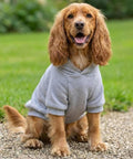 A golden-brown dog with long ears faces forward, mouth open, while sitting on gravel in a Portman & Pooch Dogs hoodie. The light grey hoodie contrasts with the blurred greenery in the background.