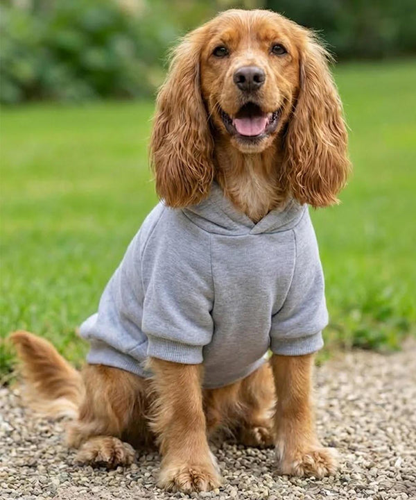 A golden-brown dog with long ears faces forward, mouth open, while sitting on gravel in a Portman & Pooch Dogs hoodie. The light grey hoodie contrasts with the blurred greenery in the background.