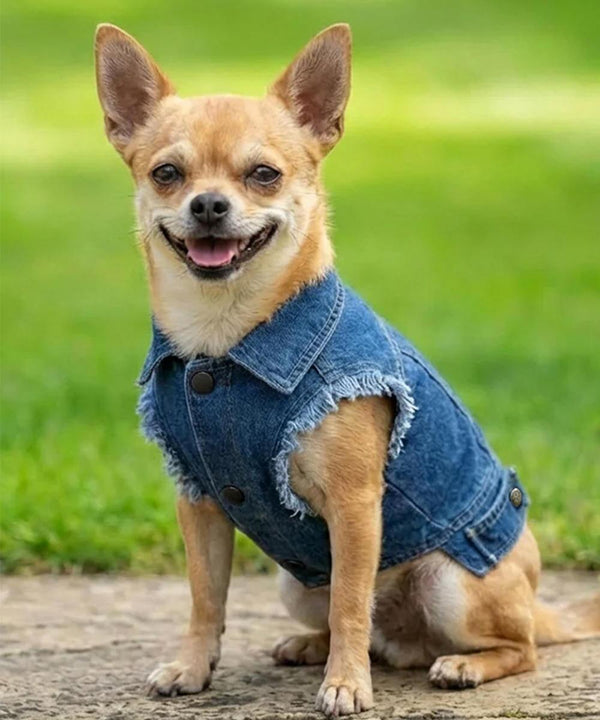 A small brown chihuahua sits outdoors on a path, wearing the Portman & Pooch Dogs denim jacket, with green grass in the background.