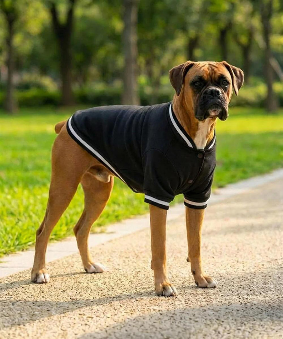 A brown boxer dog wears the Portman & Pooch Dogs Varsity Jacket—black with white trim—whilst standing on a paved park path, surrounded by green grass and trees.