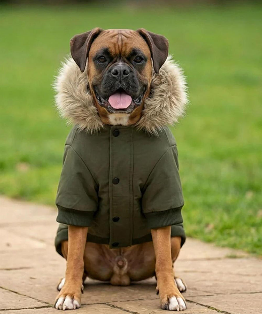 A brown boxer dog faces forward with its mouth open, wearing the Portman & Pooch Dogs parka jacket with a faux fur hood on a paved path. Grass can be seen in the background.